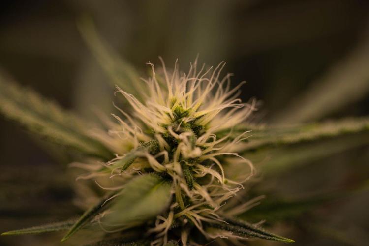 Mendo Guava Auto. Week 7