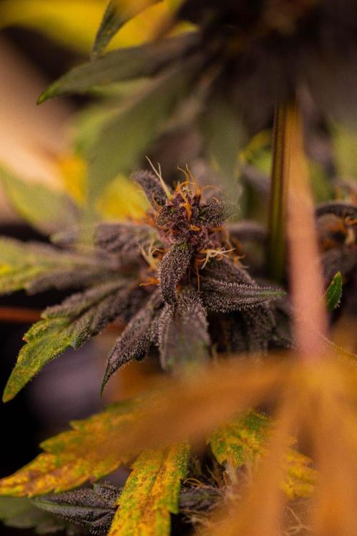 Purole Lemonade Auto RF3 - FastBuds. Week 7