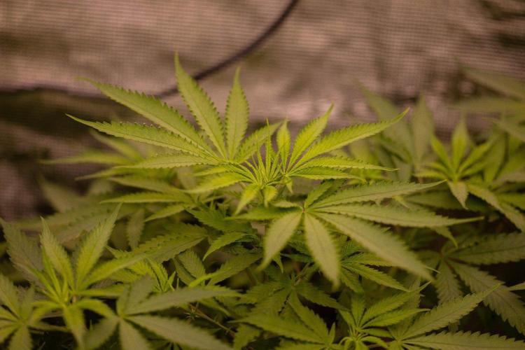 Spliffs Strawberry. Week 7