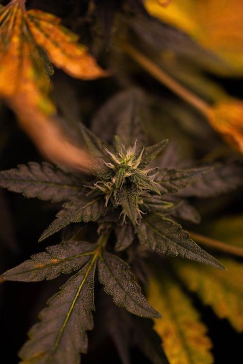 Banana Purple Auto - Paradise Seeds. Week 7