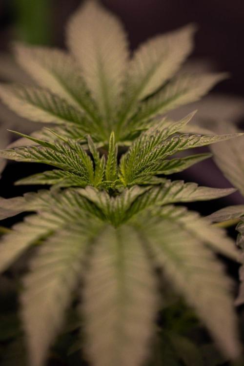 Z42 - FastBuds. Week 5