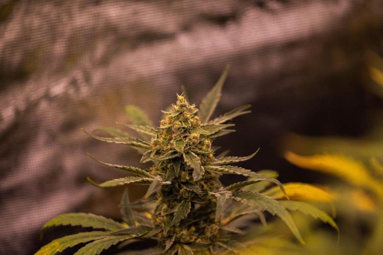 Banana Guava Auto - FastBuds. Week 8
