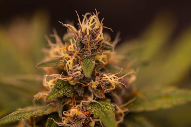 Guava Sundae Auto. Week 8