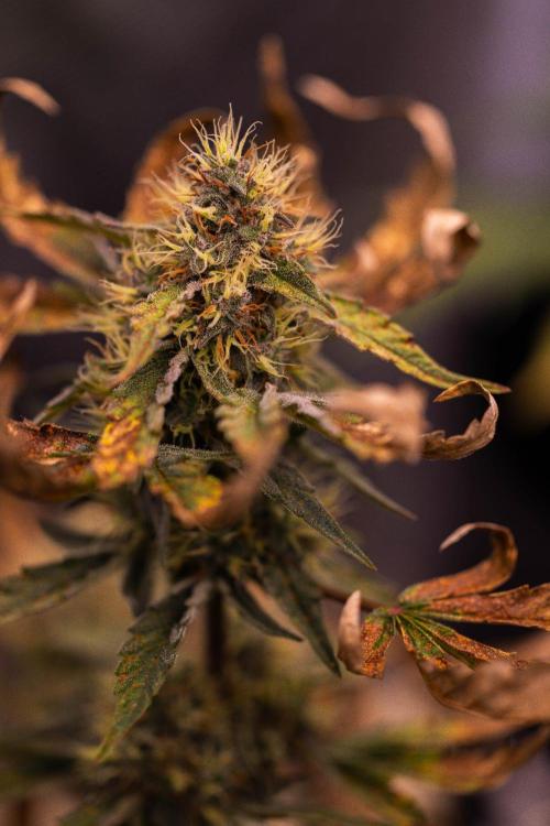 Guava Runtz Auto- - FastBuds. Week 8