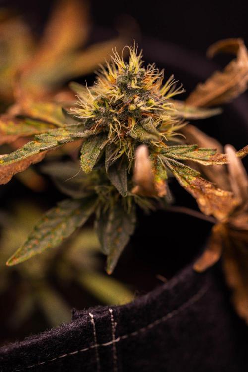 Guava Runtz Auto- - FastBuds. Week 8