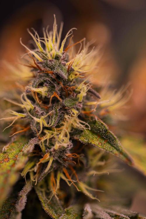 Guava Runtz Auto. Week 8