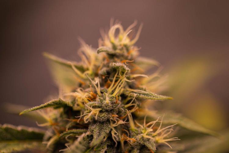 Mendo Frost Auto - Fastbuds. Week 8