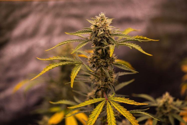 Mendo Frost Auto - Fastbuds. Week 8
