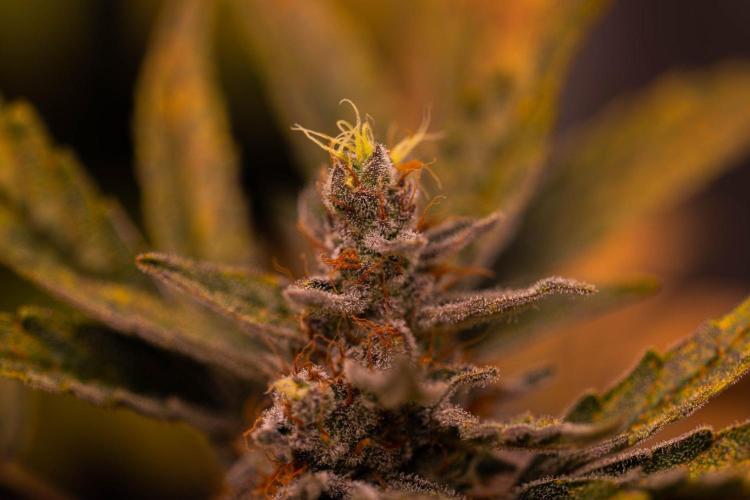 Guava Auto RF3 - FastBuds. Week 8