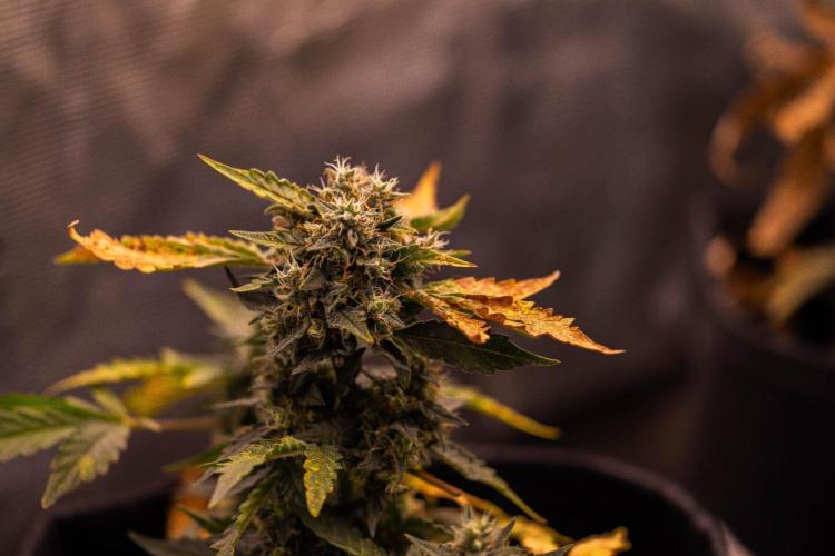 Mendo Guavo Auto. Week 8