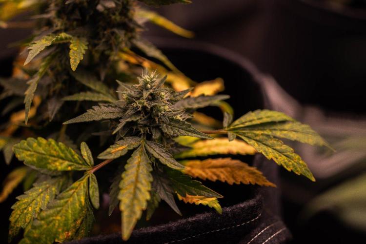 Mendo Guavo Auto. Week 8