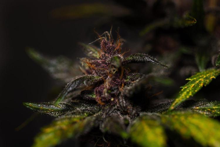 Purple Lemonade Auto RF3 - FastBuds. Week 8