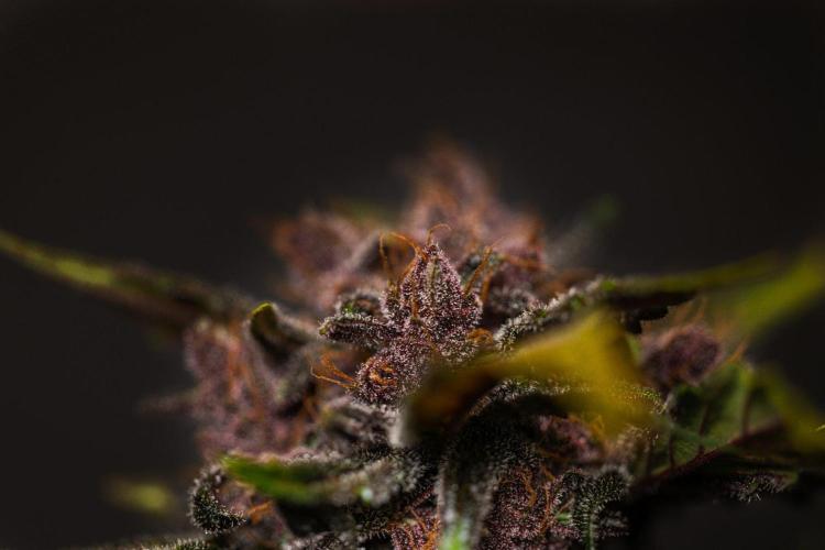Purple Lemonade Auto RF3 - FastBuds. Week 8