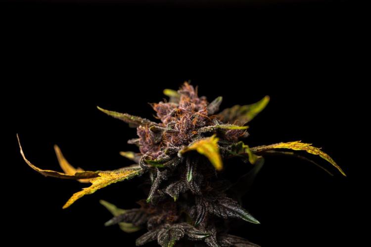 Purple Lemonade Auto RF3 - FastBuds. Week 8