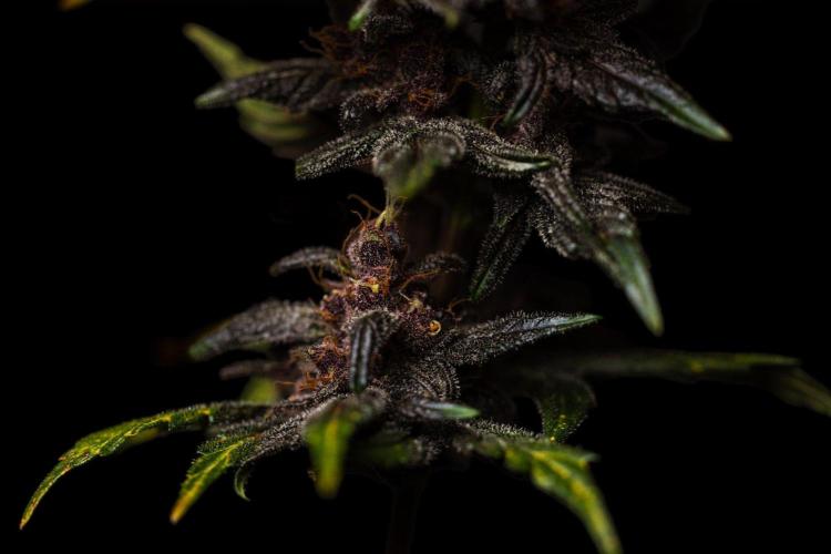 Purple Lemonade Auto RF3 - FastBuds. Week 8