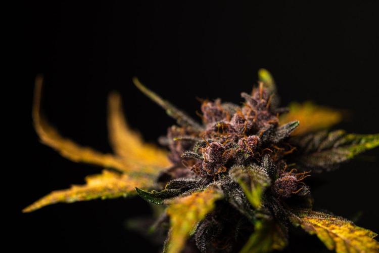 Purple Lemonade Auto RF3 - FastBuds. Week 8
