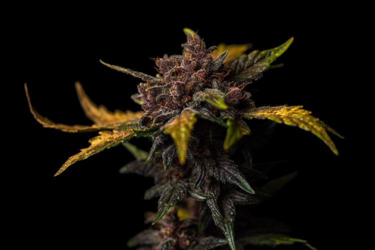 Purple Lemonade Auto RF3 - FastBuds. Week 8