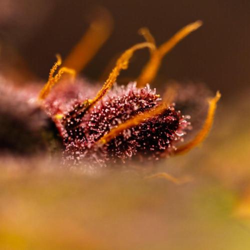 Purple Lemonade Auto RF3 - FastBuds. Week 8