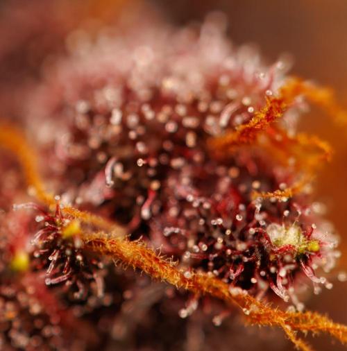 Purple Lemonade Auto RF3 - FastBuds. Week 8