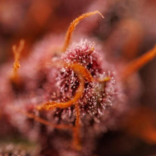 Purple Lemonade Auto RF3 - FastBuds. Week 8