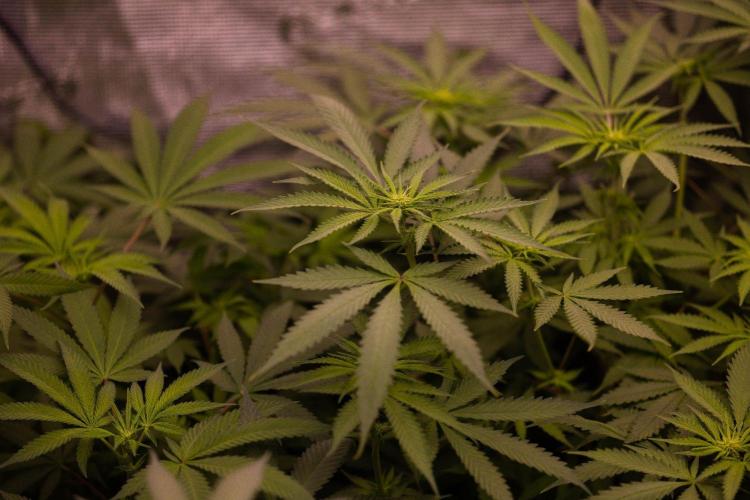 Spliffs Strawberry - Spliff Seeds. Week 8