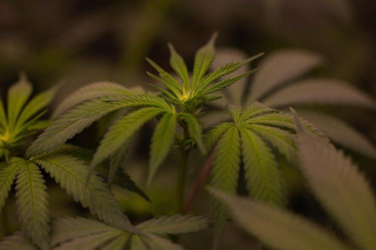 Afghani Gold - Spliff Seeds. Week 8