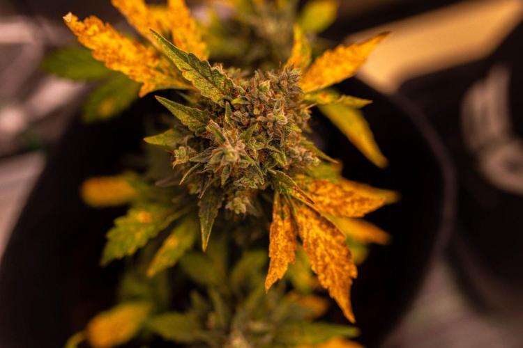 Banana Purple Auto - Paradise Seeds. Week 8