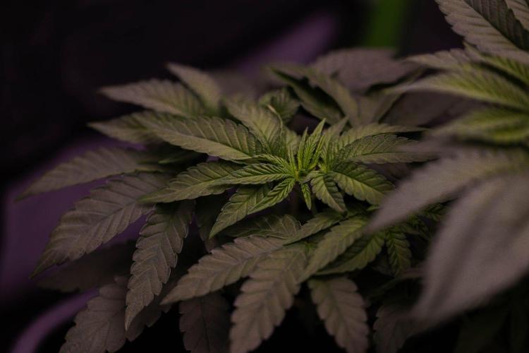 Z42. Week 6