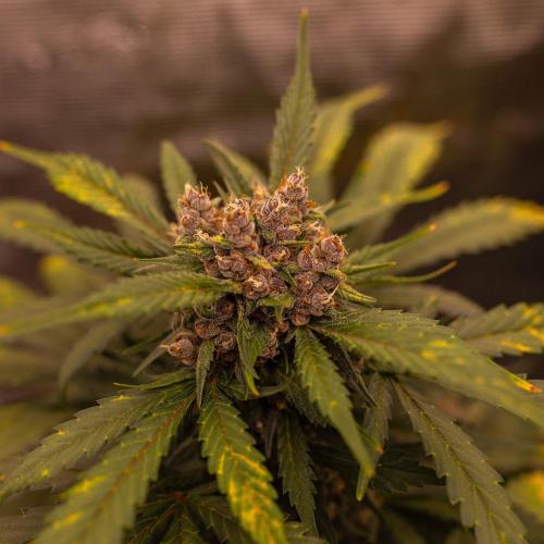 Strawberry Gorilla Auto RF3 - FastBuds. Week 9