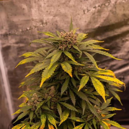 Strawberry Gorilla Auto RF3 - FastBuds. Week 9