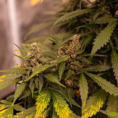 Strawberry Gorilla Auto RF3 - FastBuds. Week 9