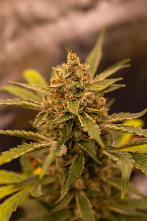 Banana Guava Auto - FastBuds. Week 9