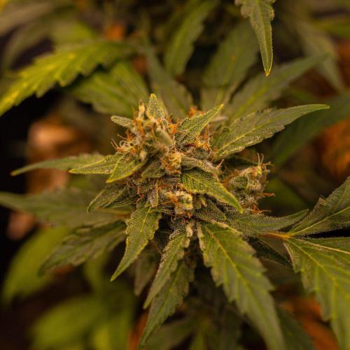 Banana Guava Auto - FastBuds. Week 9