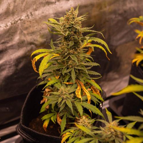 Banana Guava Auto - FastBuds. Week 9