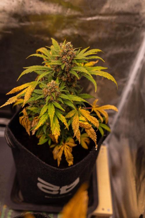 Guava Sundae Auto. Week 9
