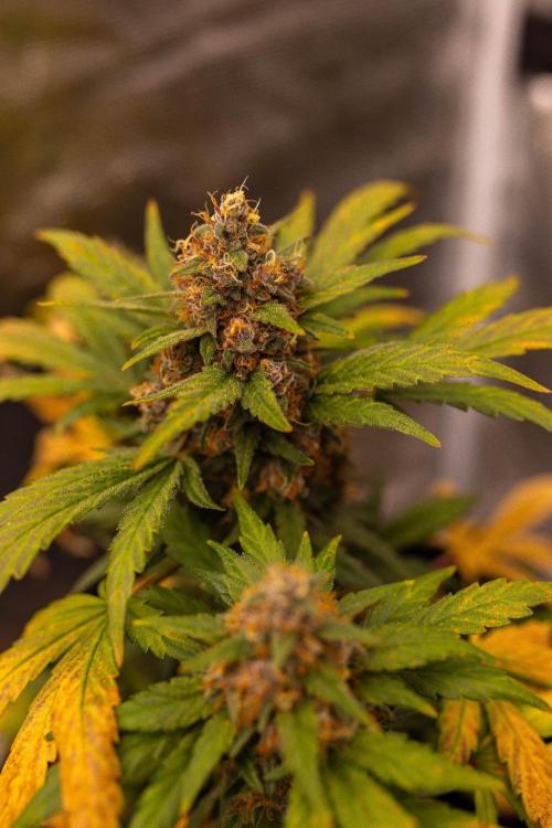 Guava Sundae Auto. Week 9