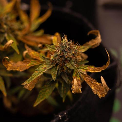 Guava Runtz Auto- - FastBuds. Week 9