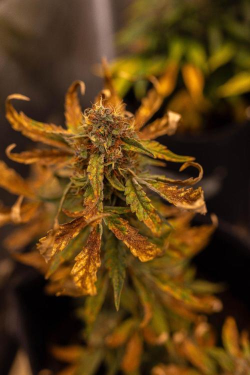 Guava Runtz Auto- - FastBuds. Week 9