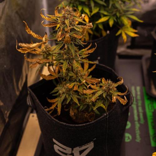 Guava Runtz Auto- - FastBuds. Week 9