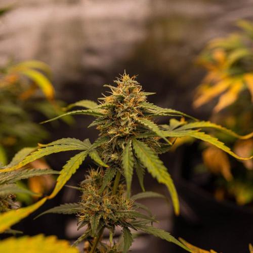 Mendo Frost Auto - Fastbuds. Week 9