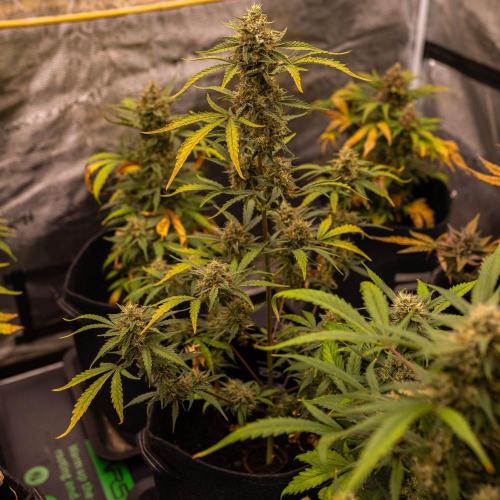 Mendo Frost Auto - Fastbuds. Week 9
