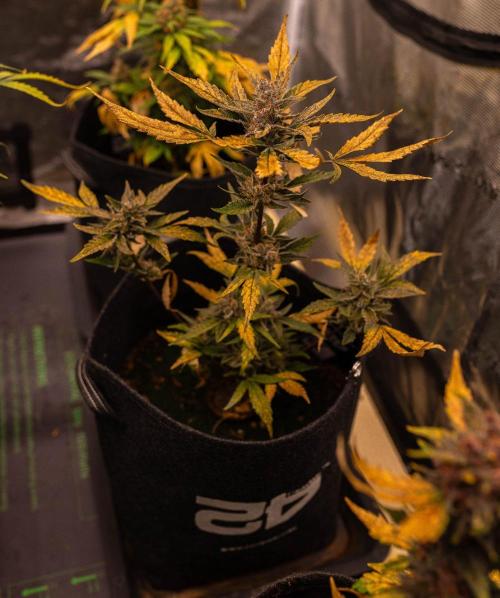 Guava Auto RF3 - FastBuds. Week 9