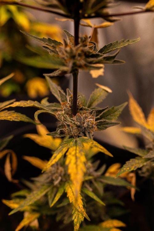Guava Auto RF3 - FastBuds. Week 9
