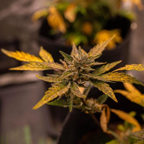 Guava Auto RF3 - FastBuds. Week 9