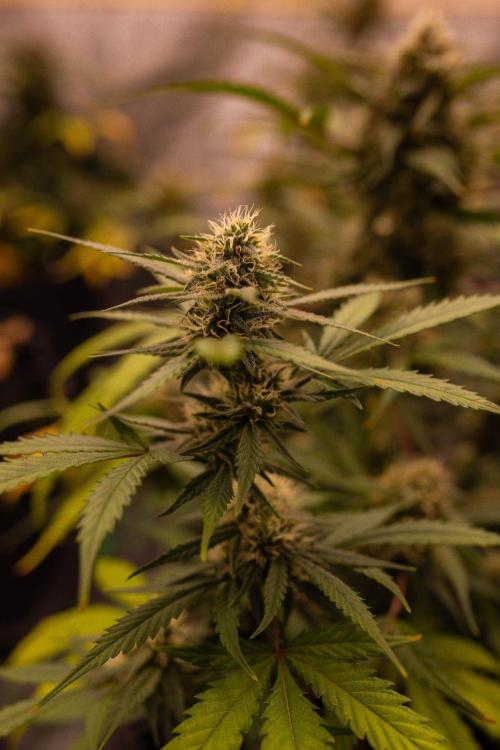 Mendo Guavo Auto. Week 9
