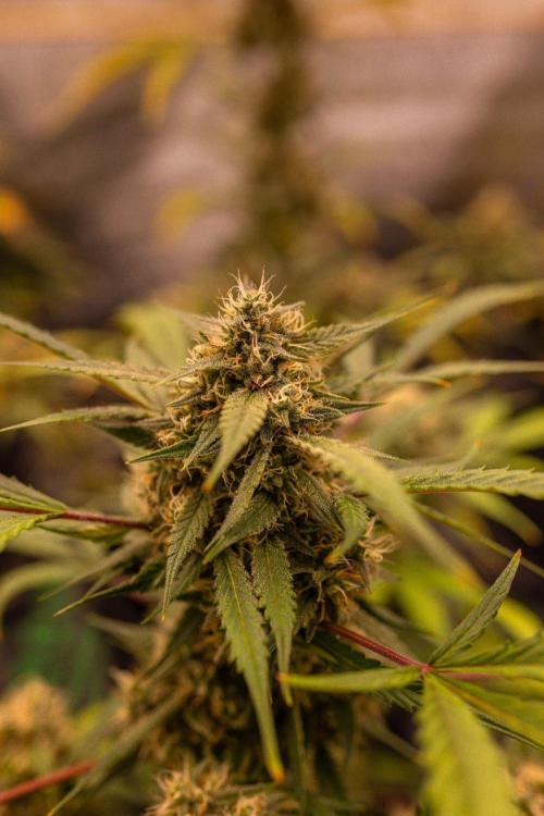 Mendo Guavo Auto. Week 9