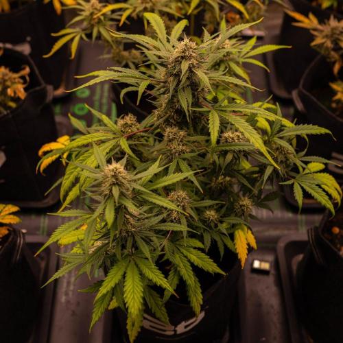 Mendo Guavo Auto. Week 9