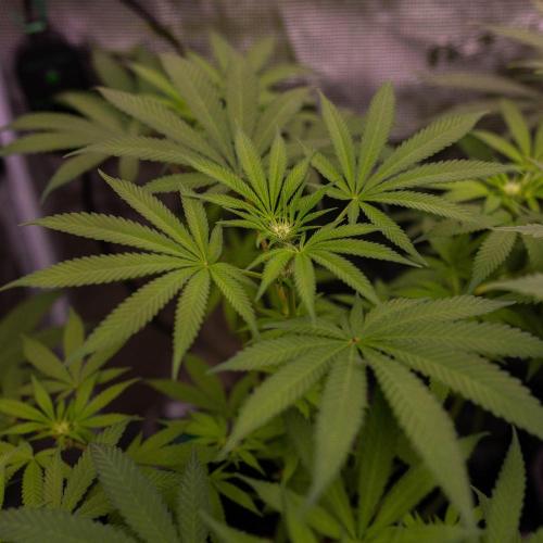 Spliffs Strawberry - Spliff Seeds. Week 9