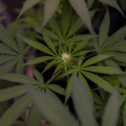 Spliffs Strawberry - Spliff Seeds. Week 9
