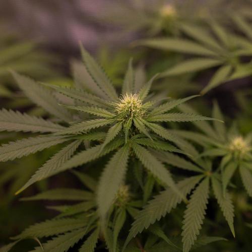 Purple Berry Kush - Spliff Seeds. Week 9